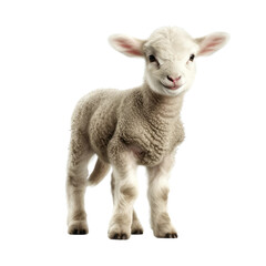 Obraz premium Cute baby lamb. Transparent isolated background. AI generated