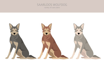 Saarloos Wolfdog clipart. All coat colors set.  All dog breeds characteristics infographic