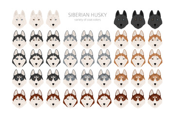 Siberian Husky clipart. All coat colors set.  All dog breeds characteristics infographic © a7880ss