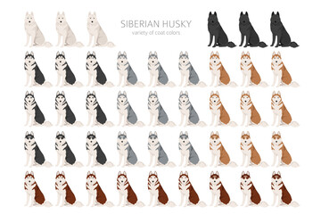 Siberian Husky clipart. All coat colors set.  All dog breeds characteristics infographic © a7880ss