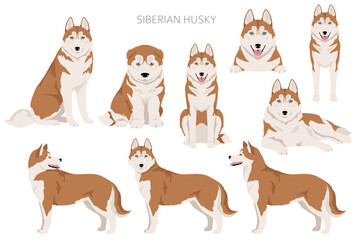 Siberian Husky clipart. All coat colors set.  All dog breeds characteristics infographic