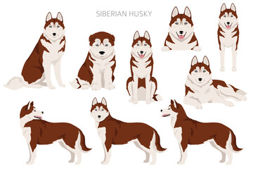 Siberian Husky clipart. All coat colors set.  All dog breeds characteristics infographic © a7880ss