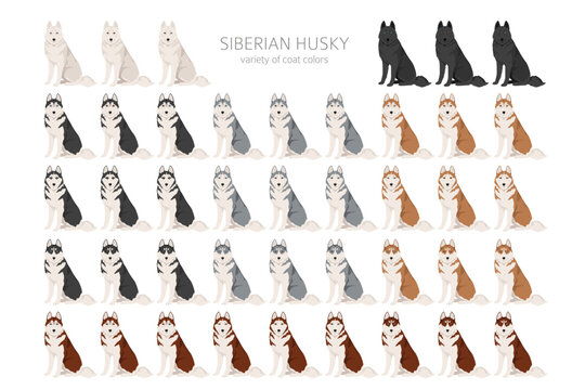 Siberian Husky clipart. All coat colors set.  All dog breeds characteristics infographic