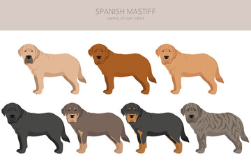 Spanish Mastiff coat colors, different poses clipart