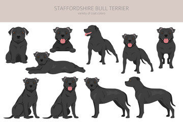 Staffordshire bull terrier. Different variaties of coat color bully dogs set - obrazy, fototapety, plakaty