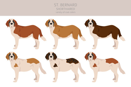 St Bernard shorthaired coat colors, different poses clipart