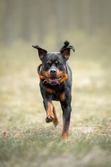 Cute black and tan Rottweiler jumping and running on the ground in the blueberry bushes in the forest outdoor