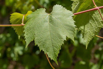 Macro de feuille de vigne
