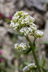 Fleur de valériane blanche