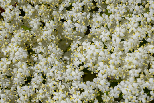 Fleurs de grand sureau