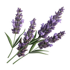 Lavander flower branch. Transparent isolated background. AI generated