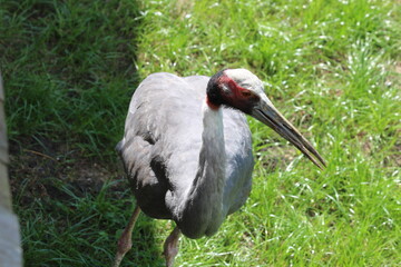 crane in the grass