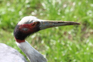 grey crowned crane balearica regulorum