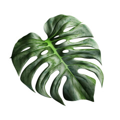 Monstera leaf. Transparent isolated background. AI generated