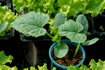 A young cucumber seedling in a plastic pot close-up with dew drops on a leaf. Care and cultivation...