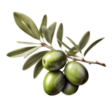 Olive branch. Transparent isolated background. AI generated