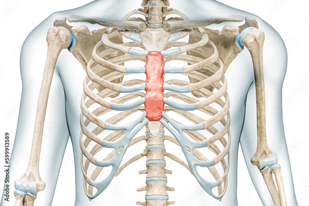 Wall mural body of the sternum bone in red color 3d rendering illustration isolated on white with copy space. h