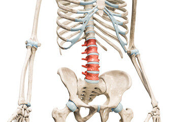 Lumbar vertebrae in red color 3D rendering illustration isolated on white with copy space. Human skeleton and spine anatomy, medical diagram, osteology, skeletal system concepts.