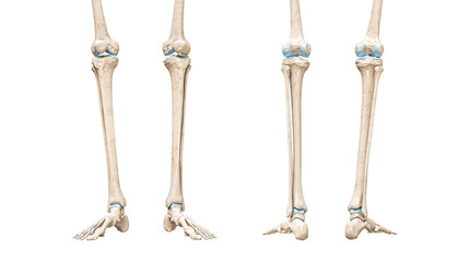 Tibia or shin bone front and rear views 3D rendering illustration isolated on white with copy space. Human skeleton and leg anatomy, medical diagram, osteology, skeletal system concepts. - obrazy, fototapety, plakaty