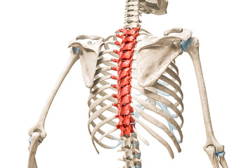 Thoracic vertebrae in red color 3D rendering illustration isolated on white with copy space. Human skeleton and spine anatomy, medical diagram, osteology, skeletal system concepts.