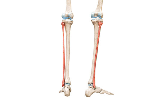 Fibula bones rear view in red color 3D rendering illustration isolated on white with copy space. Human skeleton and leg anatomy, medical diagram, osteology, skeletal system concepts.