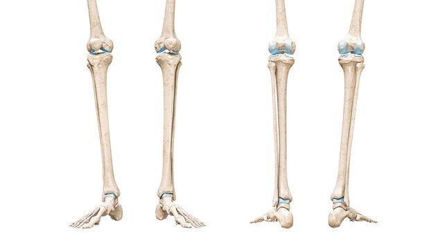 Tibia or shin bone front and rear views 3D rendering illustration isolated on white with copy space. Human skeleton and leg anatomy, medical diagram, osteology, skeletal system concepts.