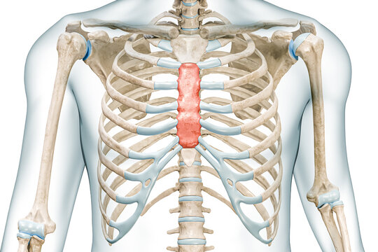 Body of the sternum bone in red color 3D rendering illustration isolated on white with copy space. Human skeleton or skeletal system and rib cage anatomy, medical diagram, osteology concepts.