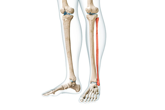 recommend clip art: Fibula bone front view in red color with body 3D rendering illustration isolated on white with copy space. Human skeleton, leg and calf anatomy, medical diagram, skeletal system concepts.