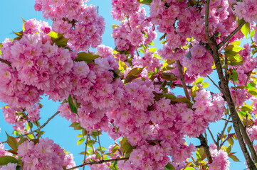 Sakura flowers close-up against the blue sky. Cherry blossom sakura blooming.