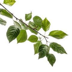 Naklejka na ściany i meble Tree branch with green leaf. Transparent isolated background. AI generated