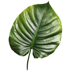 Tropical leaf. Transparent isolated background. AI generated