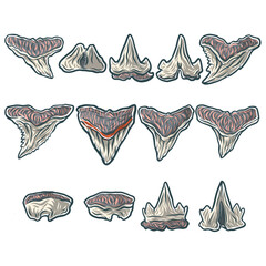 shark tooth megalodon vector 3