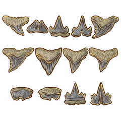 shark tooth megalodon vector 2