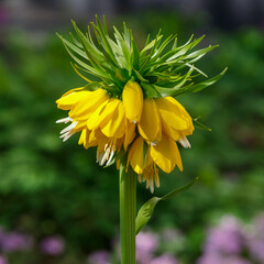 Imperial hazel grouse ( lat . Fritillaria imperialis ) close up in spring garden