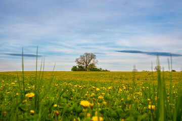 Fototapeta premium field with dandelions