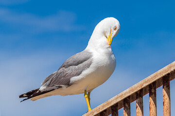 Seagull on the pier (Larus michahellis)