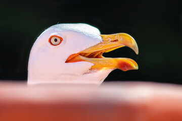 Close up of a seagull's head (Larus michahellis)