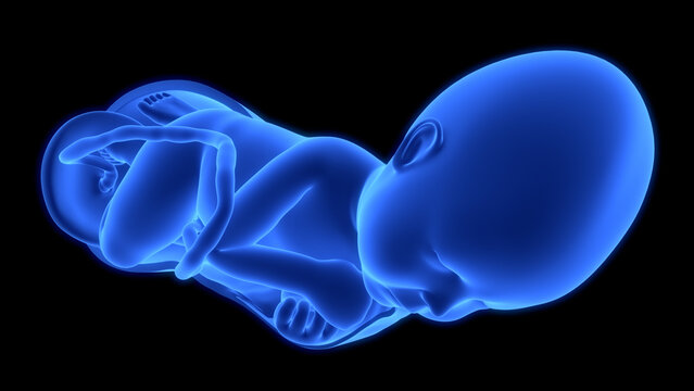 Human Fetus Baby in Womb Anatomy