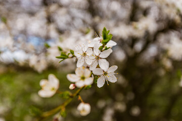 white cherry blossom
