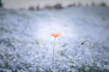 ネモフィラ畑の一輪の花