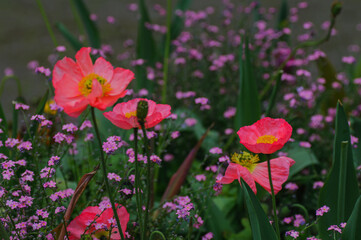 pink flowers in the garden