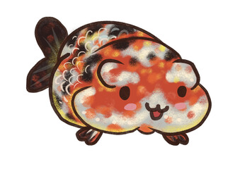 Ranchu gold fish chubby 