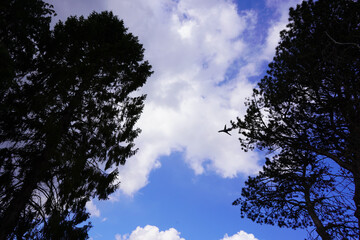 airplane in the sky. Passenger plane view among the trees