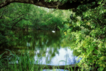 Oasis of Punte Alberete - freshwater wetland stretching for about 190 hectares, still characterised...