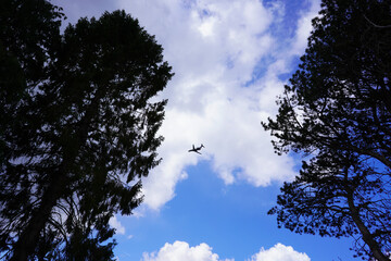 airplane in the sky. Passenger plane view among the trees