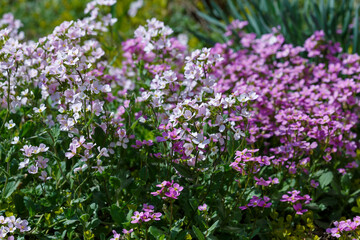  Rezuha ( lat. Arabis х arendsii) in bloom in spring garden