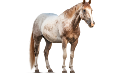 Horse isolated on transparent background. 3D render.