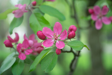 Beautiful, bright flowers in a spring sun-drenched park.
