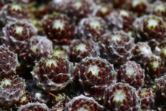 rojnik pajęczynowaty rubrum