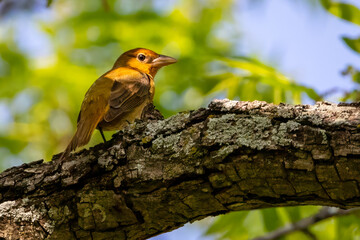 female tanager on a branch